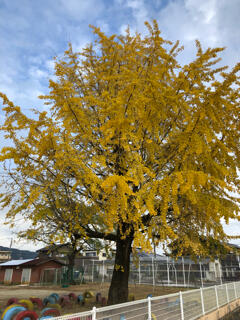 黄色く色づいたイチョウ 黄色く色づいたイチョウ