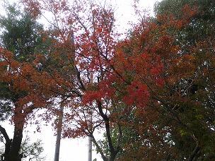 赤く色づいたモミジ