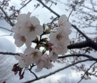ほころび始めた桜