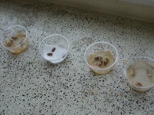 発芽条件を調べます