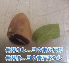 発芽前後でのデンプンの有無
