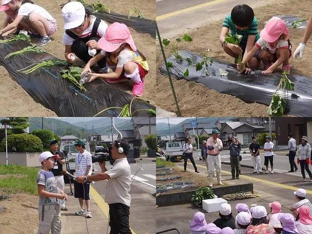 いもの苗植え体験