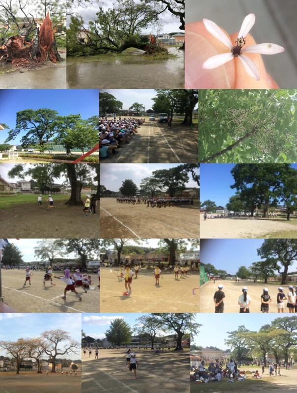 折れたせんだんの木（左上）