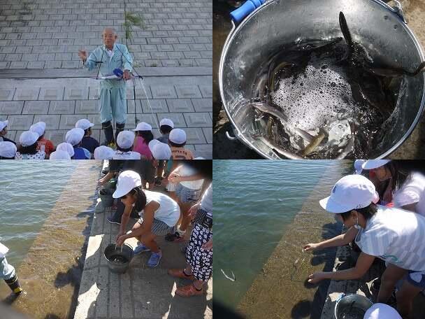 ウナギの放流体験