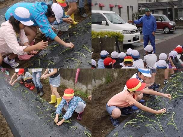 空飛ぶ新玉ねぎ苗植え