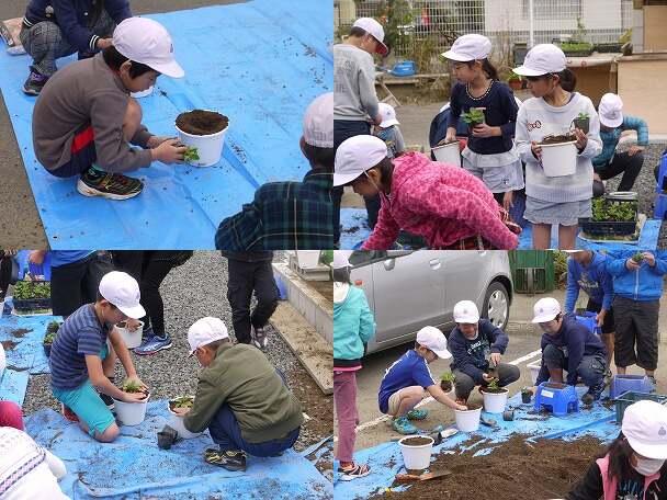 植え付け作業(3年) 植え付け作業(3年)