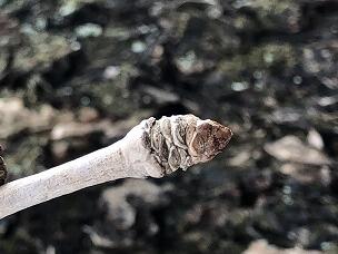 冬芽(イチョウ) 冬芽(イチョウ)