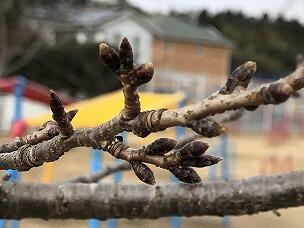 冬芽(サクラ) 冬芽(サクラ)