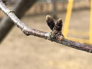 冬芽（サクラ）