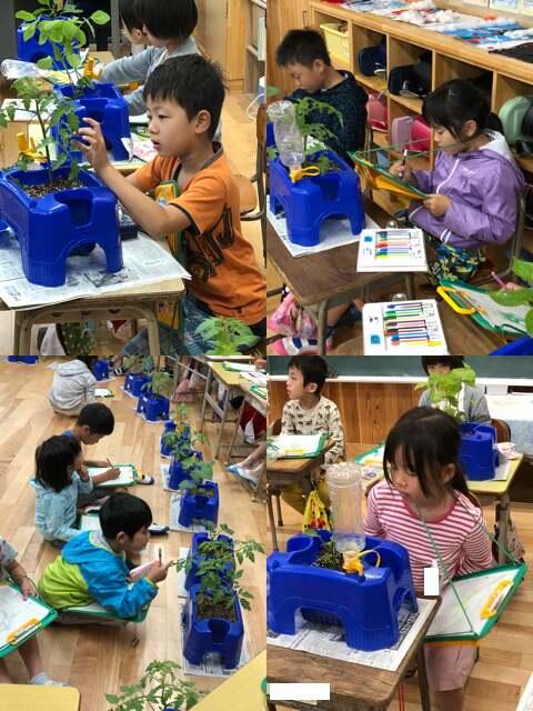 野菜を植えよう