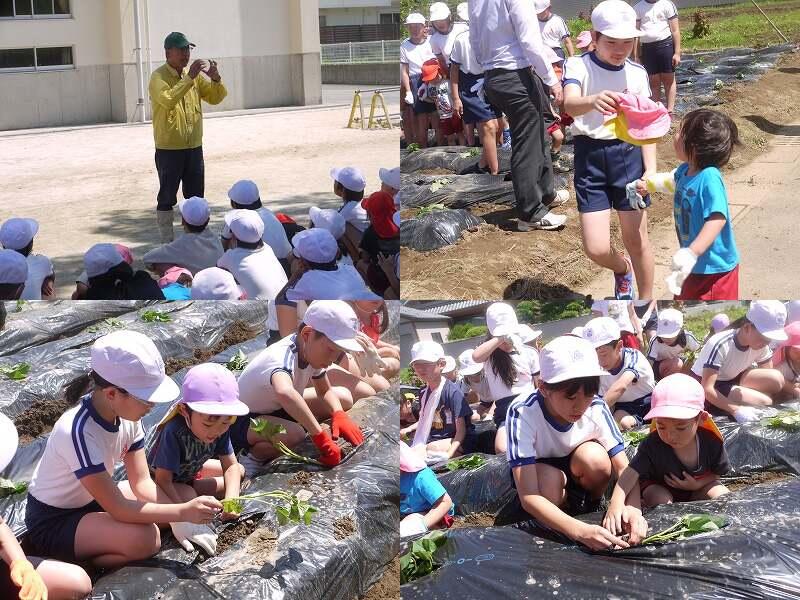 イモ植え（５年生と園児）