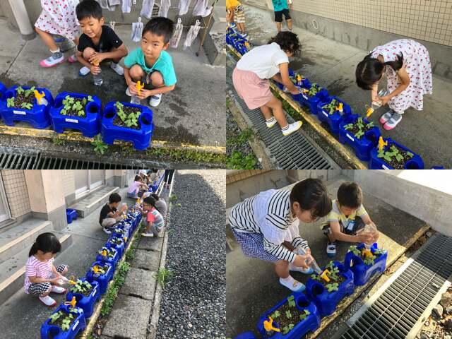 アサガオの水やり