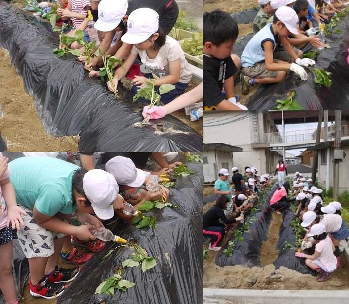 イモ植え（２年）