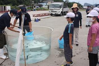 稚魚を分けてもらいます。 稚魚を分けてもらいます。