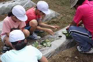 芋植えのようす