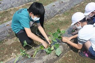 芋植えのようす