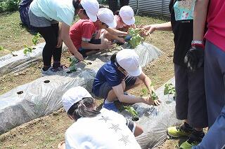 芋植えのようす