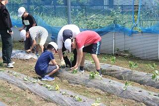芋植えのようす
