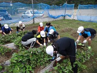 いもほりのようす