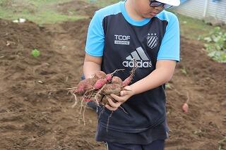 いもほりのようす