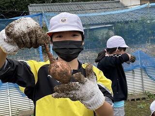 いもほりのようす