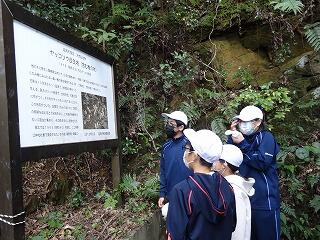 ヤッコソウの観察