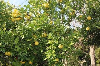 文旦の木