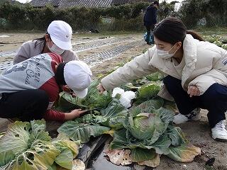 収穫体験のようす