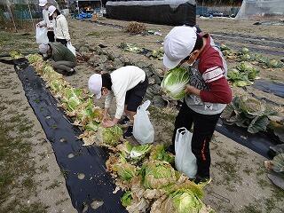 収穫体験のようす