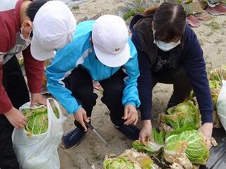 収穫体験のようす