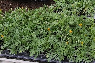 マリーゴールド