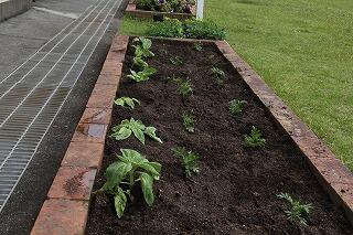 移植した花壇