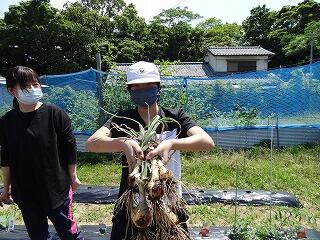 たまねぎの収穫のようす
