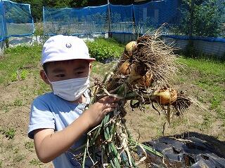 たまねぎの収穫のようす