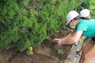 花の苗植えのようす