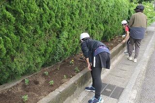 花の苗植えのようす