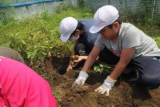 ジャガイモの収穫のようす