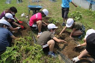 ジャガイモの収穫のようす