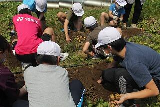 ジャガイモの収穫のようす