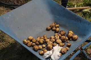 ジャガイモの収穫のようす