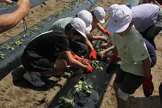 サツマイモ植えのようす