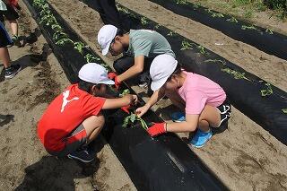 サツマイモ植えのようす