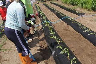 サツマイモ植えのようす