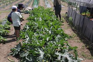 ズッキーニはこんな感じでした！