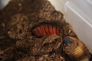 カブトムシの脱皮