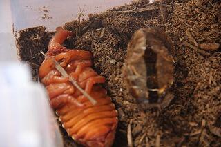 カブトムシの脱皮