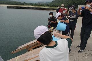 稚魚の放流のようす