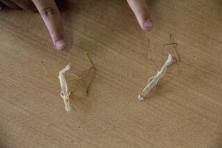 カマキリの脱皮