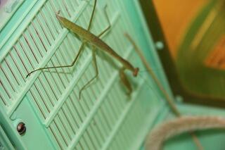 脱皮後のカマキリのようす