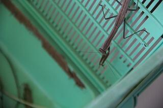 脱皮後のカマキリのようす